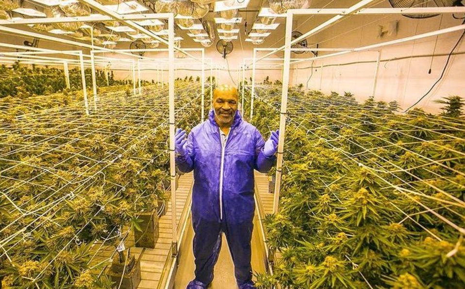 Tyson gana $500 mil mensuales vendiendo marihuana